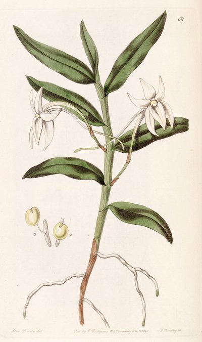 Angraecum mauritianum (as syn. Angraecum gladiifolium) by Miss Drake